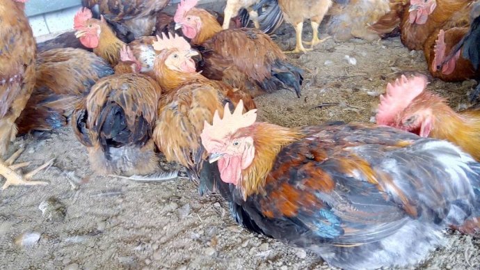 鸡病中的球虫病的预防方法中的彻底消毒是怎样
