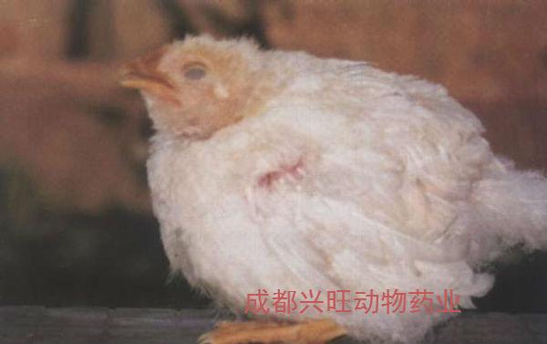  鸡传染性支气管炎