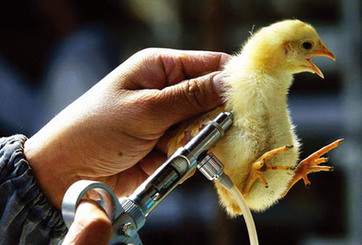 鸡接种疫苗注意事项