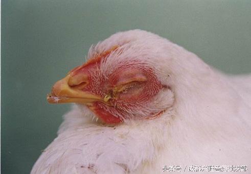 防治鸡慢性呼吸道病