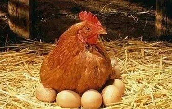 蛋鸡腹泻疾病治疗