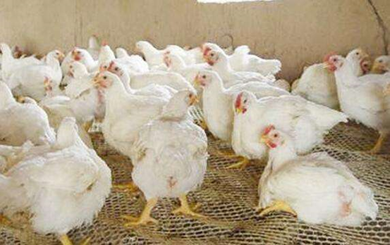 鸡细菌性疾病防治