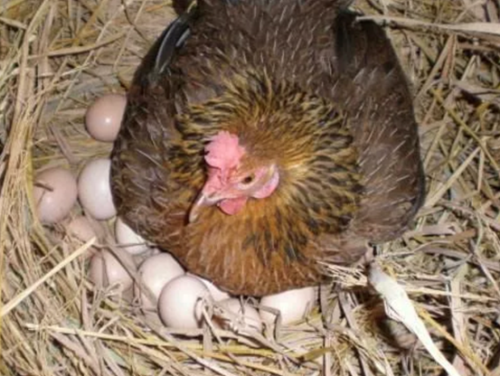 蛋鸡饲养管理方法
